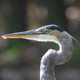 Great blue heron